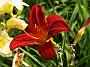 Hemerocallis Berliner Rubin